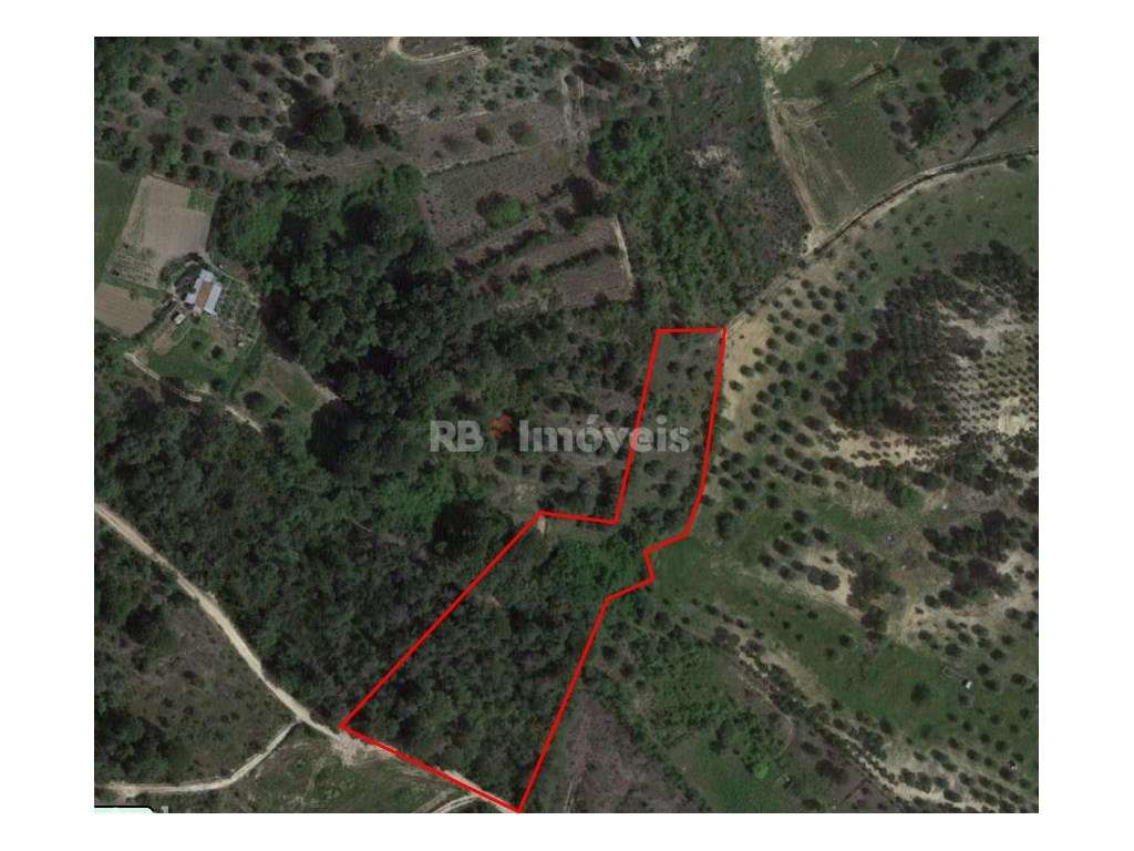 Terreno à venda em Tomar - Caniçal, Tomar - Grande imagem: 3/25