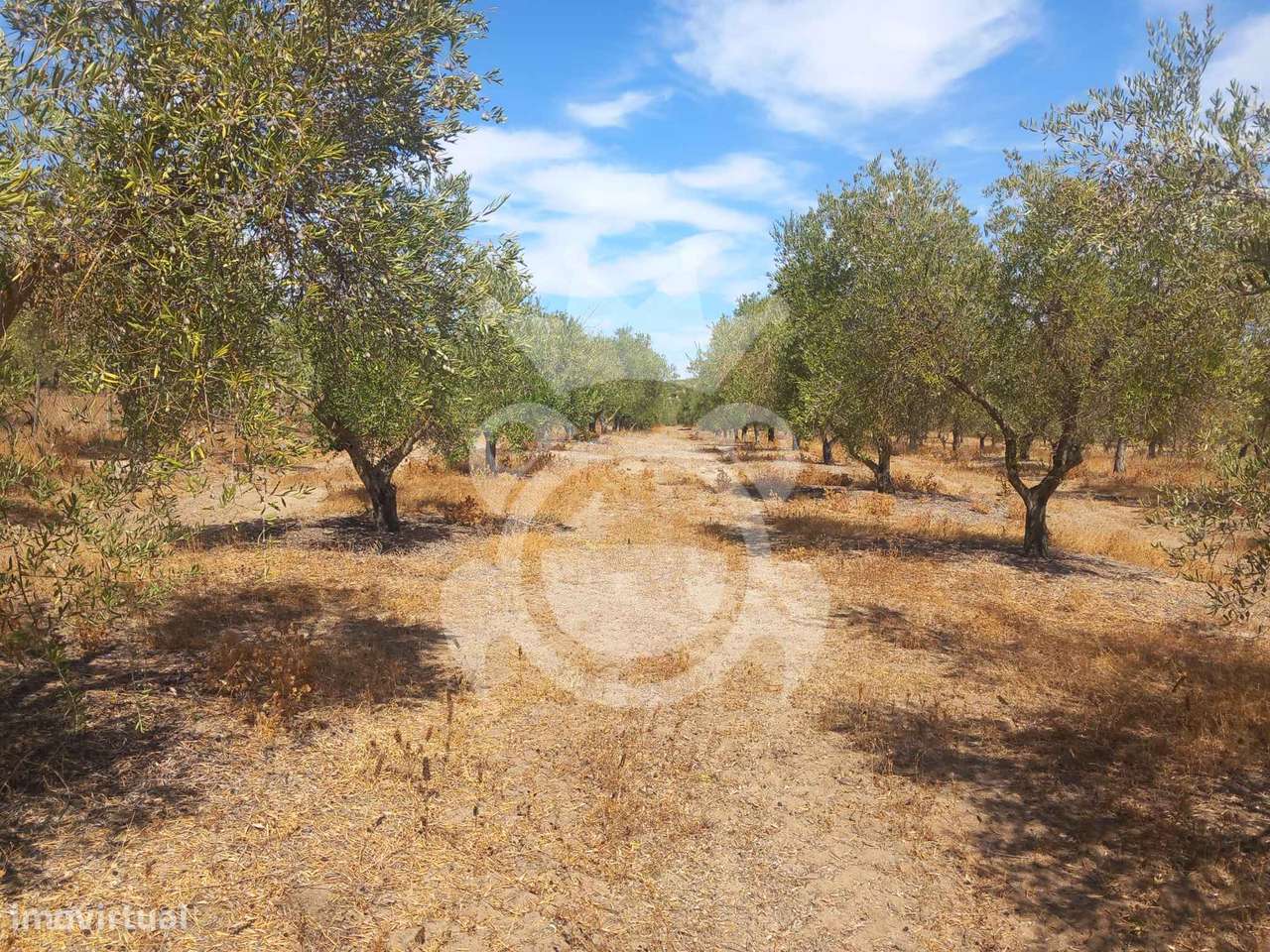 Olival tradicional com dependência agrícola - Vale de Vargo-22