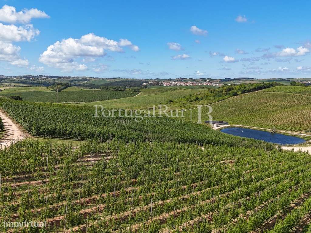 Exploração Agrícola com 37 ha e produção de Pera Rocha no Cadaval-36