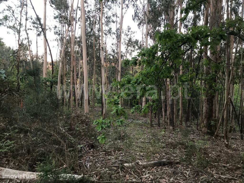 Terreno em Travassós