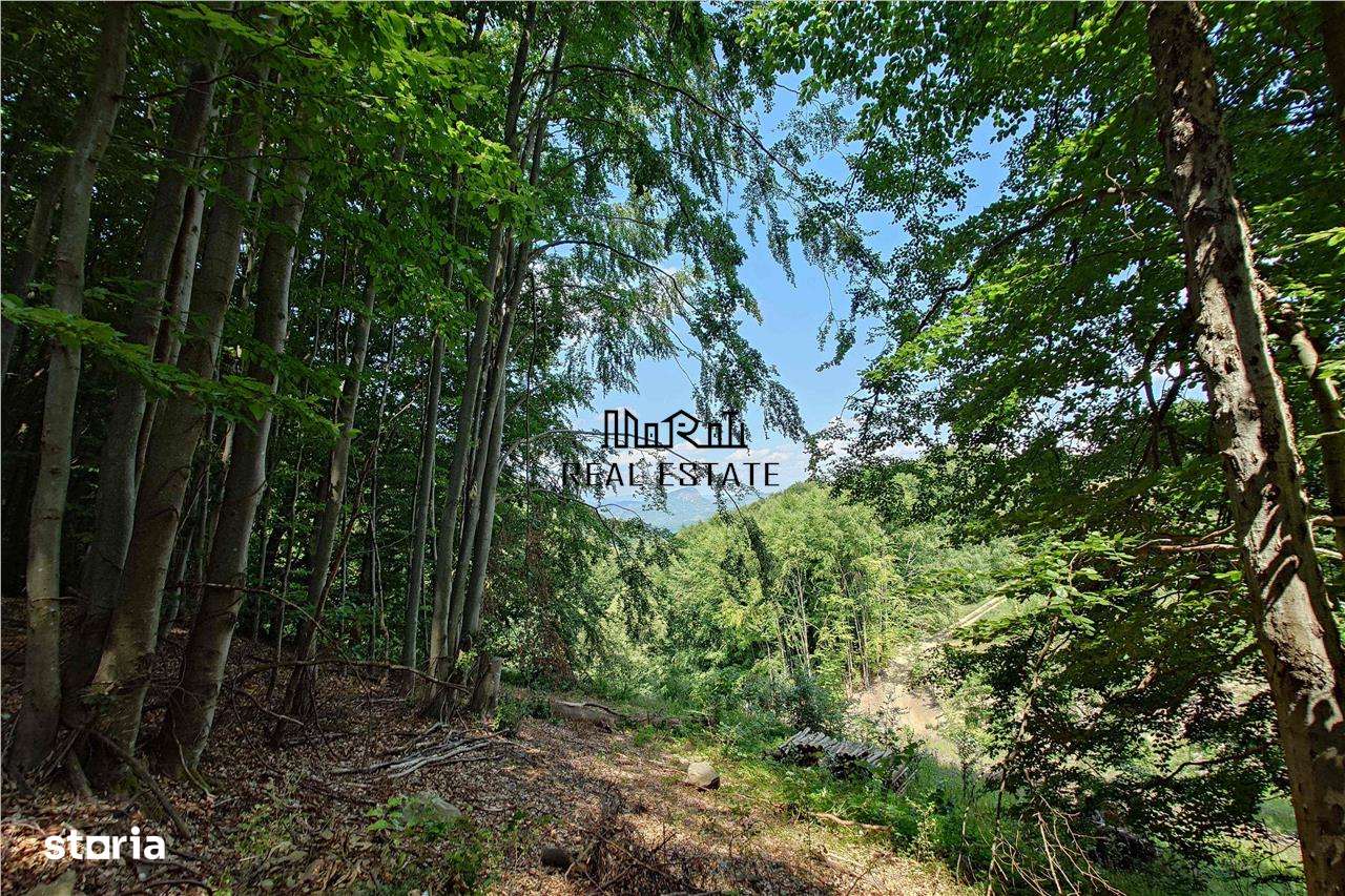 Teren montan cu priveliste si izvor - 5727mp in Buces, langa padure - Imagine principală: 3/14