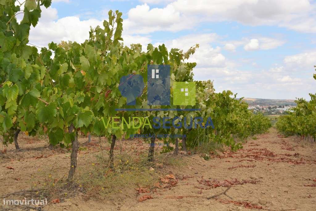 Vinha de Antão Vaz c/ Potencial de Rega Alqueva - Grande imagem: 2/4