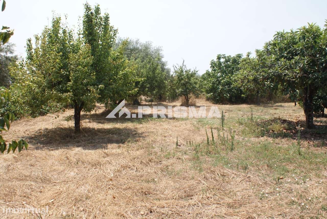 Quinta para Venda em Orca - Fundão-22