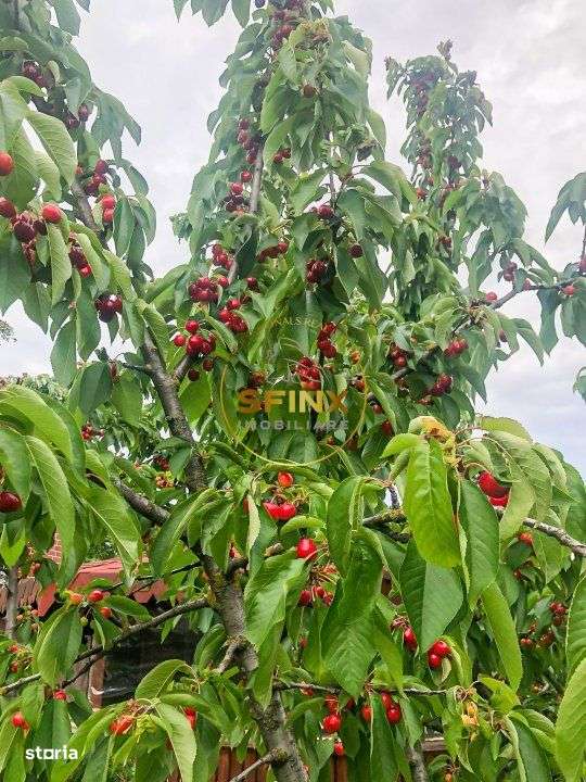 De vanzare ferma Calarasi in stare de conservare - sere - livada - Imagine principală: 1/19