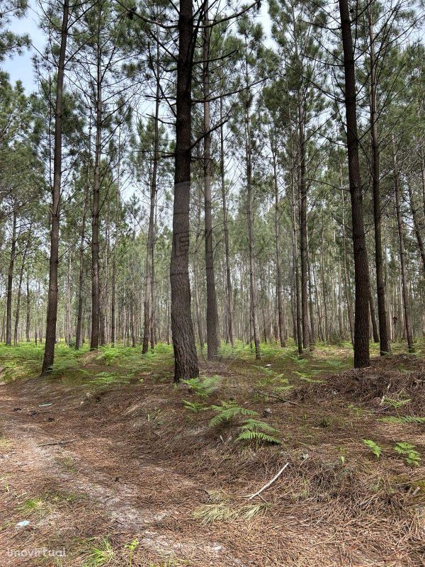 Terreno  para venda