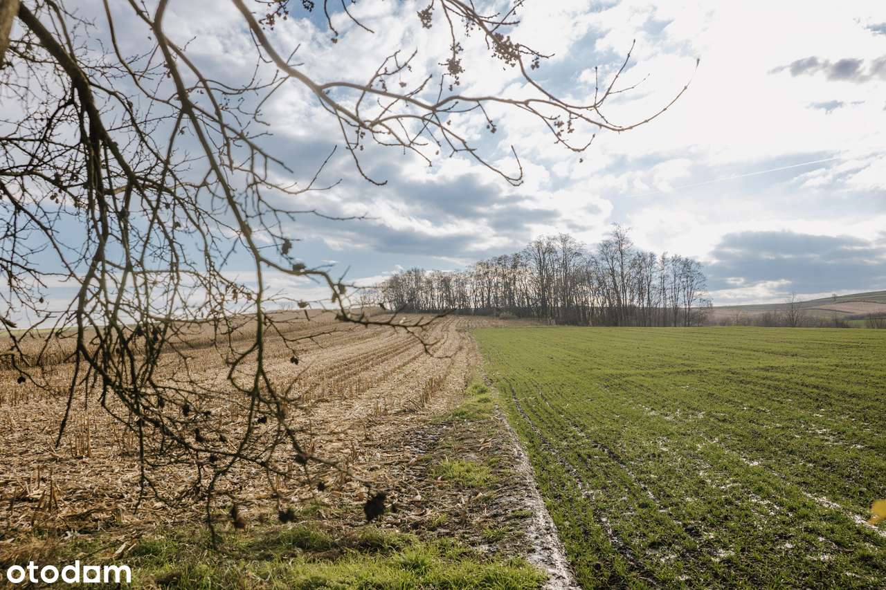 Duży dom 431m2/ 6 pokoi i więcej/ Królewice/działka 1,88HA/ 2garaże-18