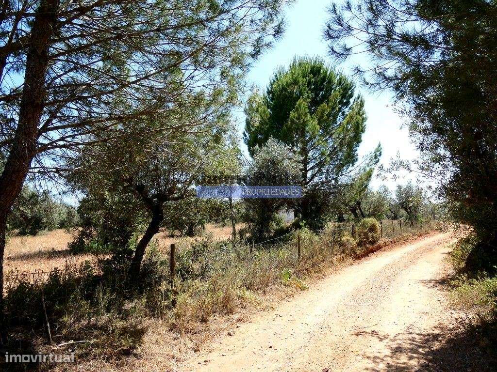 Quinta 1,9ha, com armazém de apoio agrícola. Portugal, Alentejo, Po...-4