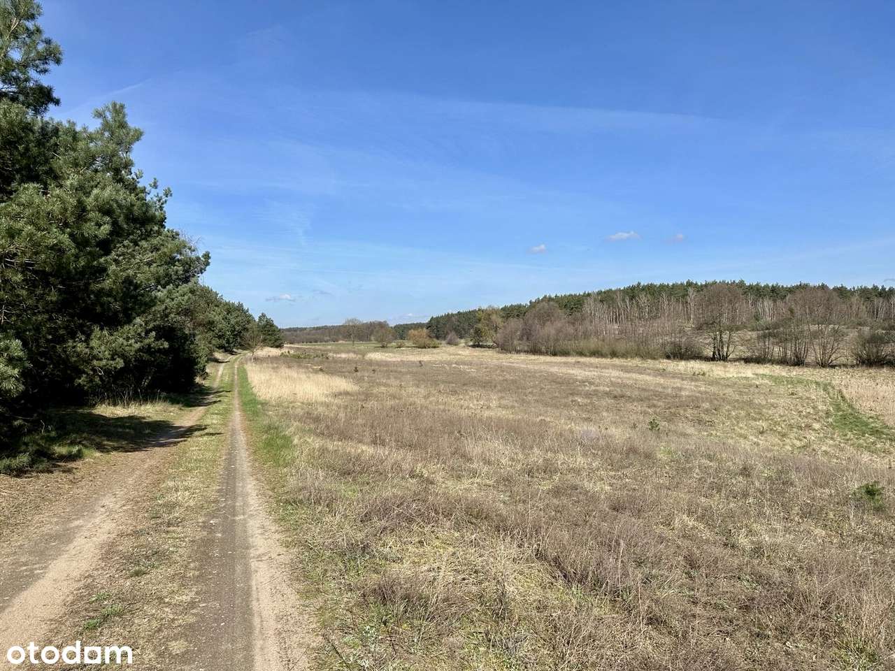 Międzychód okolice 49,29ha na np. agroturystykę - Pełny obrazek: 5/15