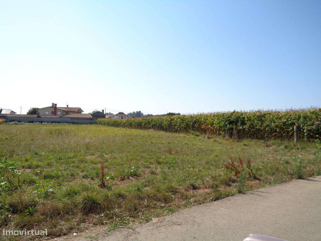 Terrenos em Tonce - Loureiro - O Azeméis - Grande imagem: 4/6