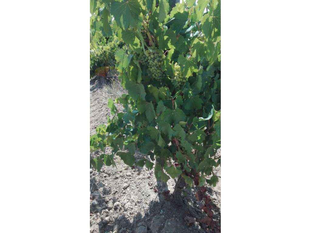 Terreno | com vinhas de sequeiro em plena produção | Bom acesso - Grande imagem: 4/11