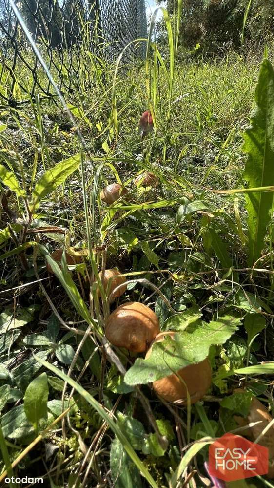 Cudowne miejsce w pobliżu jeziora i lasu-3