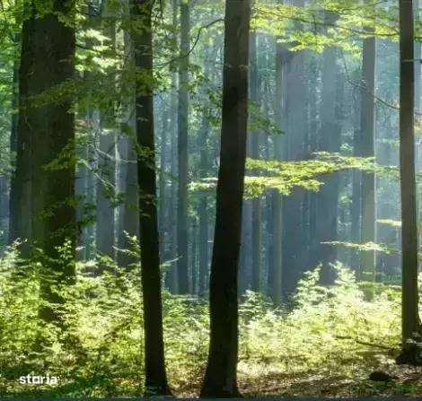 Apartament 4 Camere Jandarmeriei | Langa Padure | Cartier Exclusivist - Imagine principală: 4/8