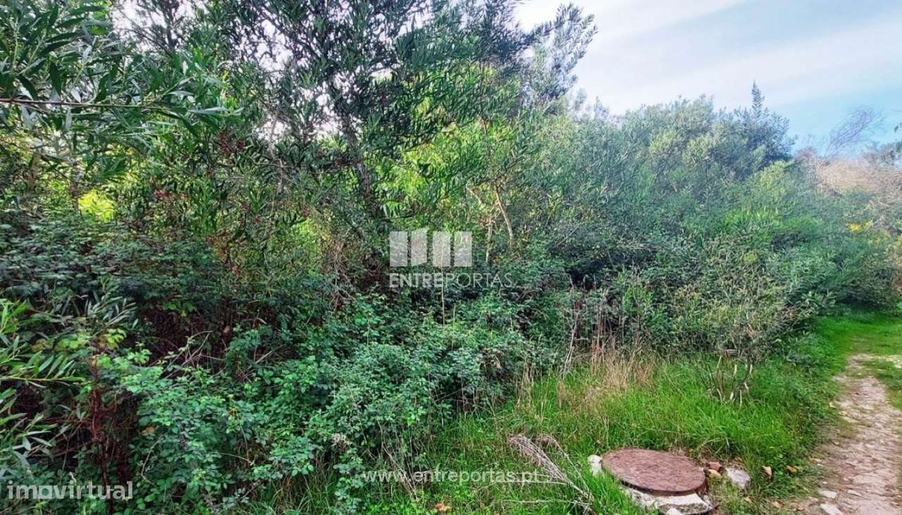 Venda de terreno agrícola, Chafé, Viana do Castelo - Grande imagem: 4/30