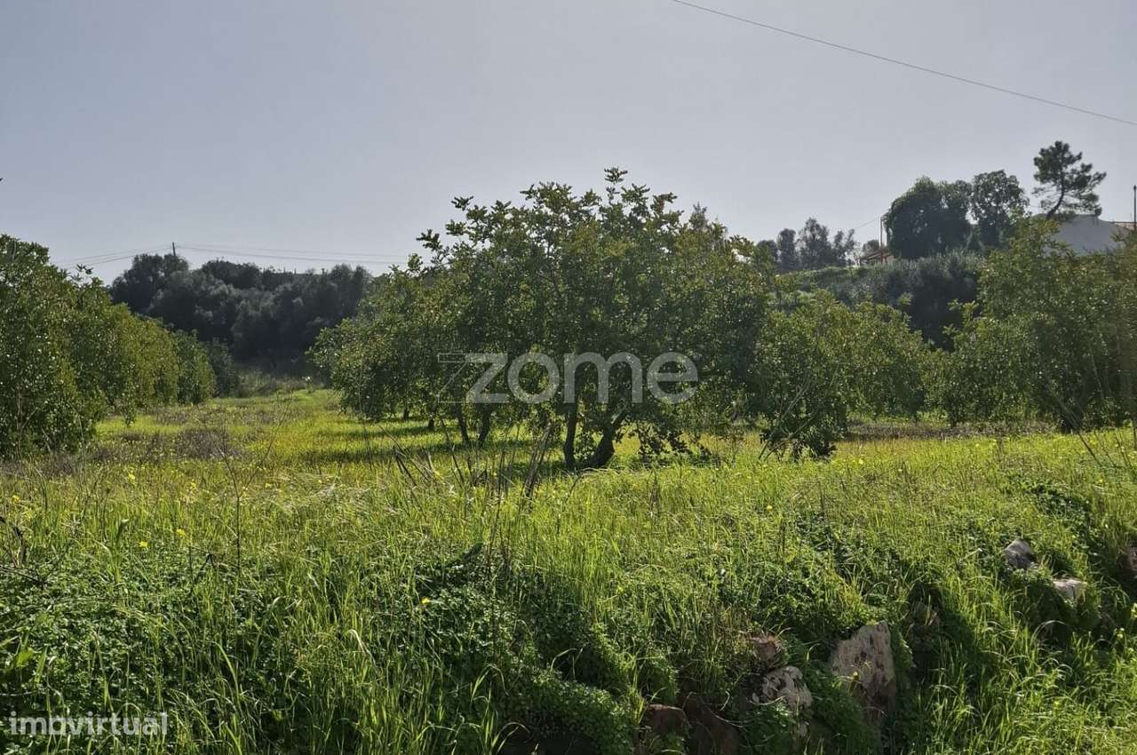 Terreno c/ Furo e Alfarrobeiras em Amorosa, Messines com 13.460m2 - Grande imagem: 5/19