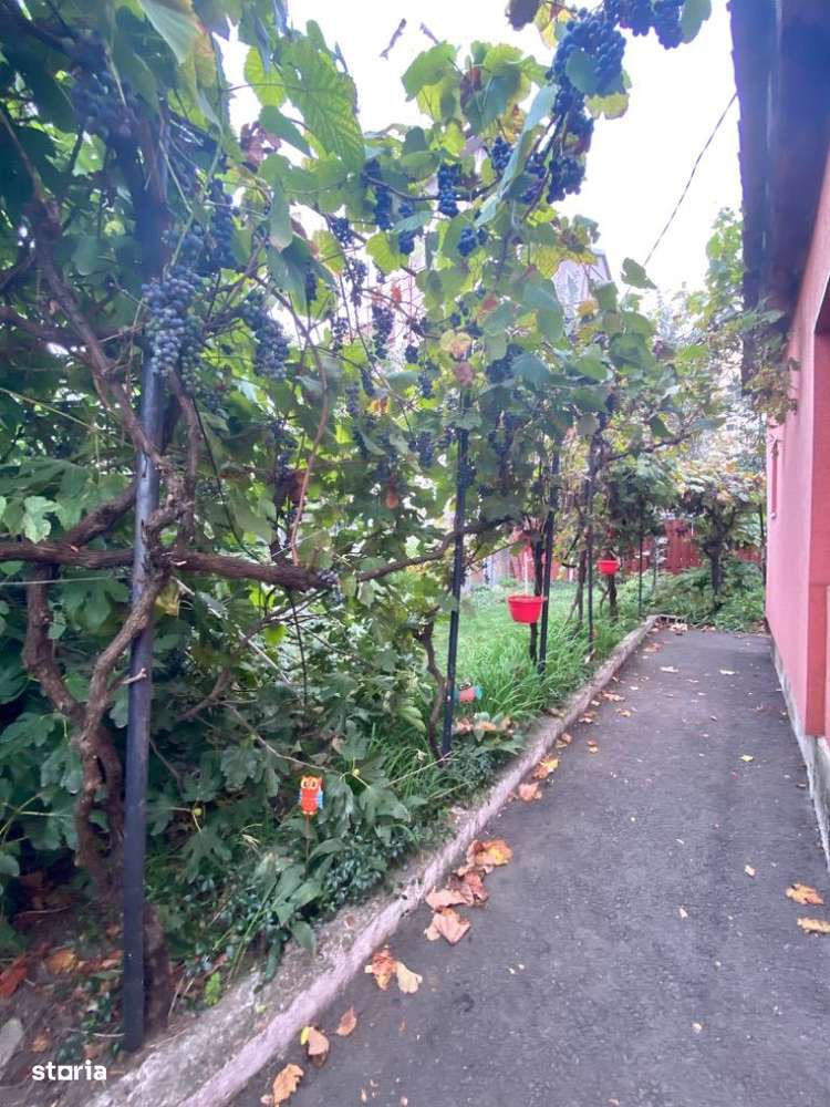 Vand casa, cabinet stomatologic, Micalaca-Calea Radnei-10