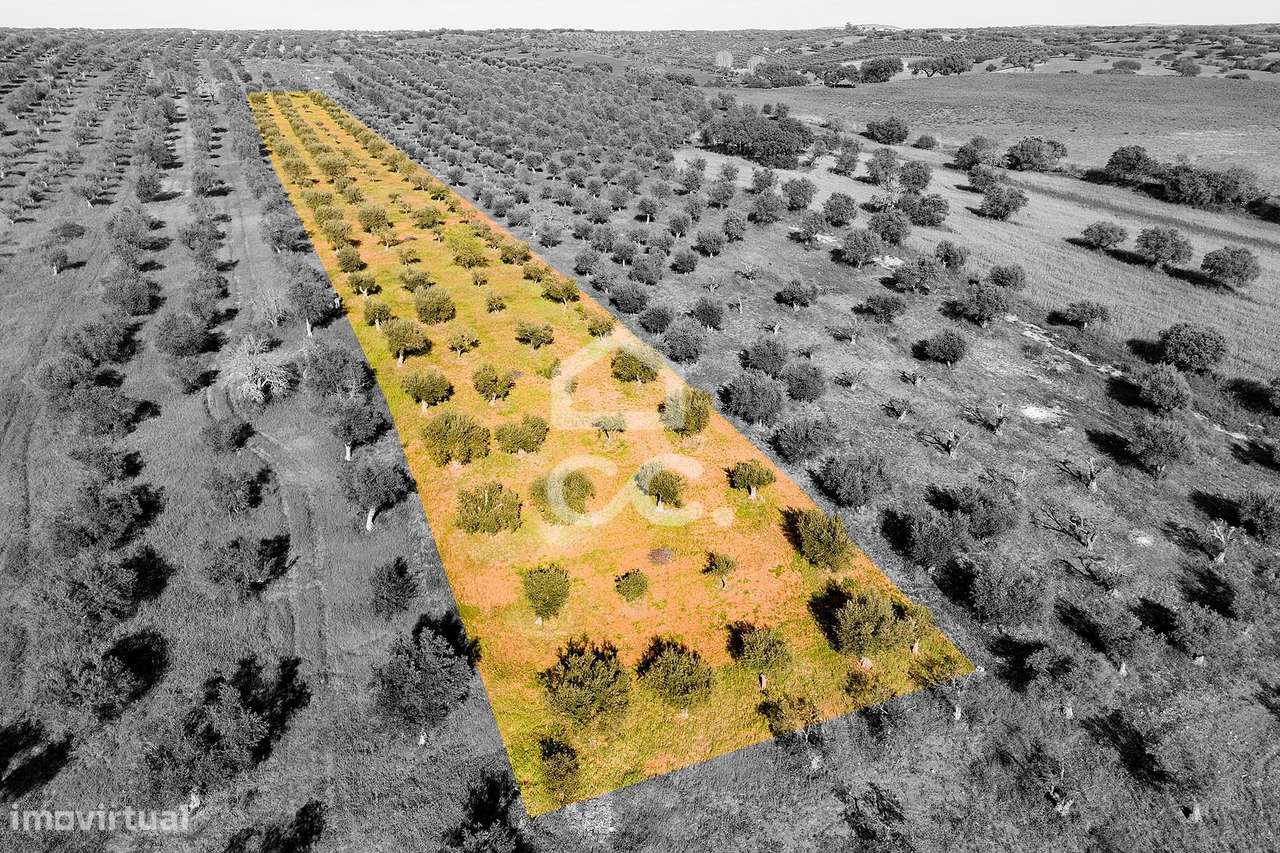 Olival de 5138 m2 | Rosário (Alandroal) - Grande imagem: 5/33