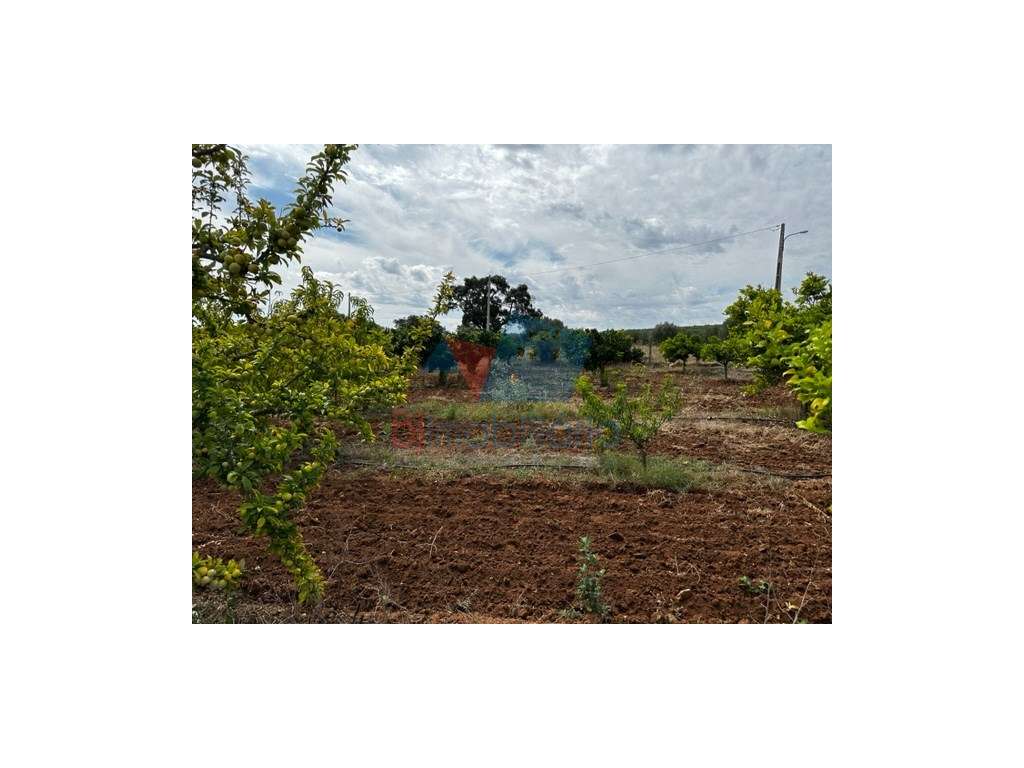 Monte para reabilitar-2