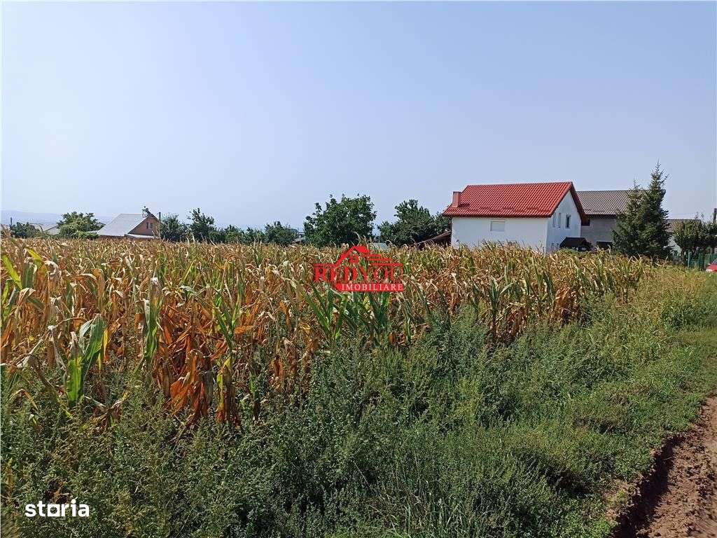 Teren Aroneanu -4800 MP - Imagine principală: 4/4