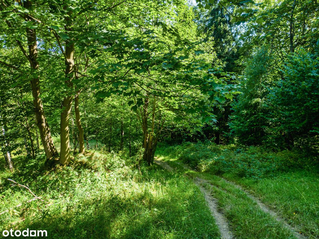 Piękna działka wśród zieleni, idealna na rekreacje, cisza i spokój - Pełny obrazek: 4/8