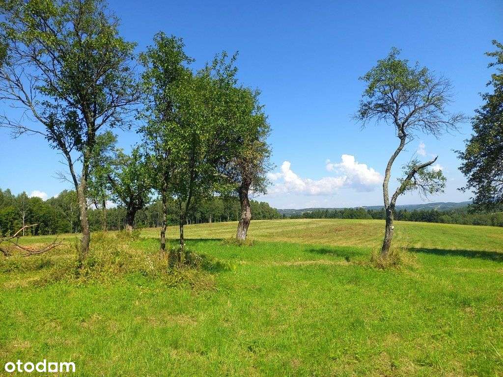 Lutcza Niebylec 9,62ha Dom 70m2 - Pełny obrazek: 4/16