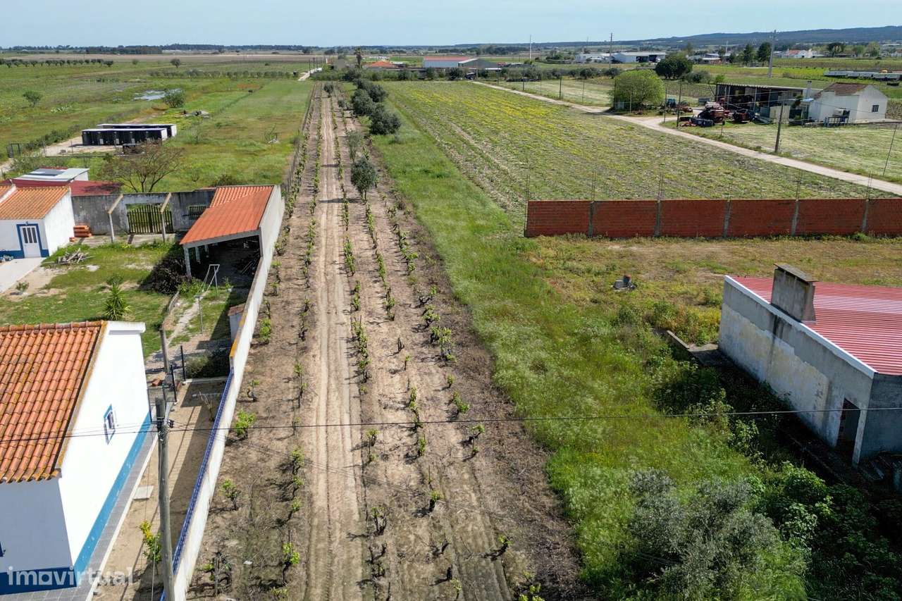 Terreno - Benfica do Ribatejo - Grande imagem: 3/12