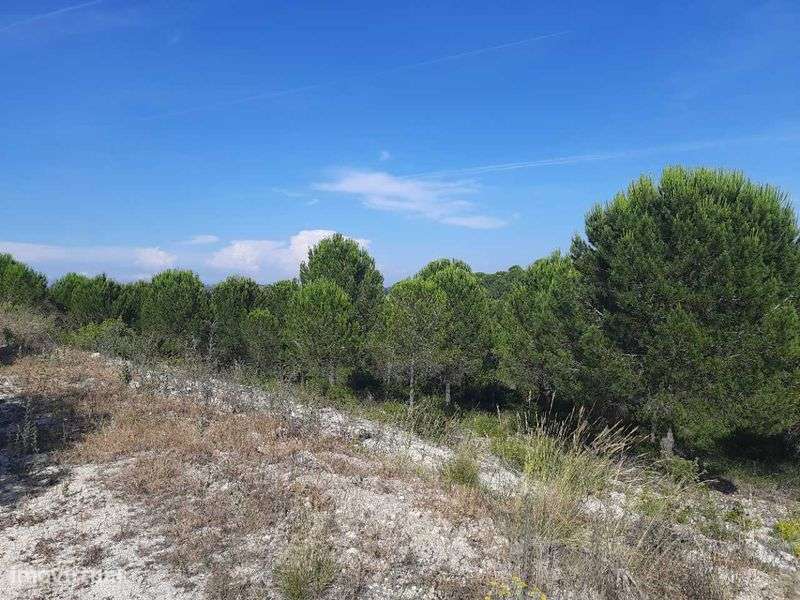 Quinta Urbano + Rústico - Tremês - Santarém 19,5ha - Grande imagem: 4/10