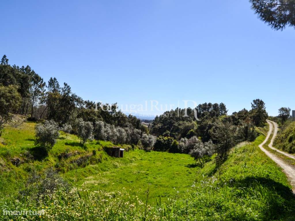 Terreno em Proença-a-Nova - Grande imagem: 4/18