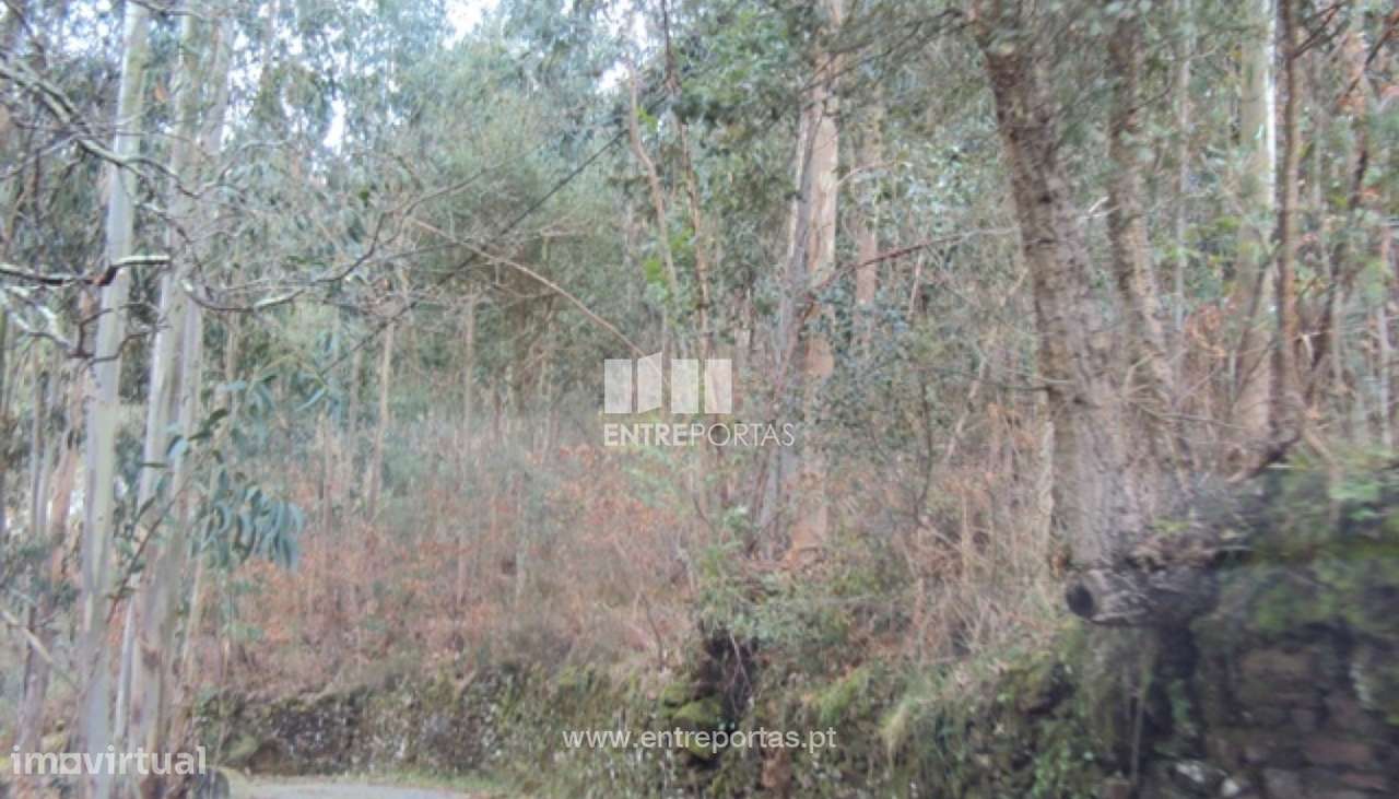 Venda Terreno, Nespereira, Cinfães - Grande imagem: 4/30