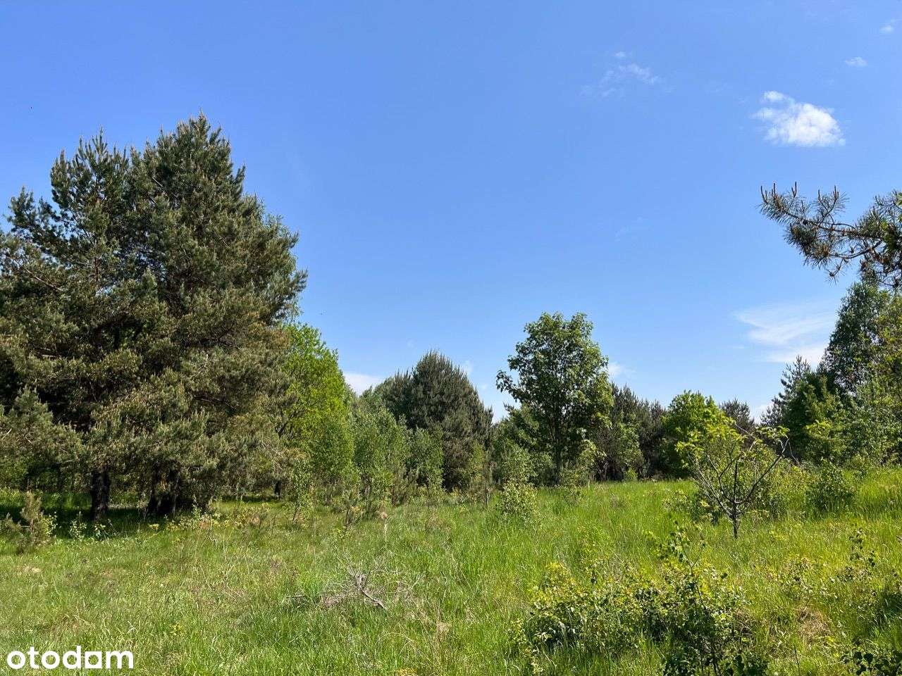 Piękna działka ze stajnią z możliwością adaptacji! - Pełny obrazek: 5/6