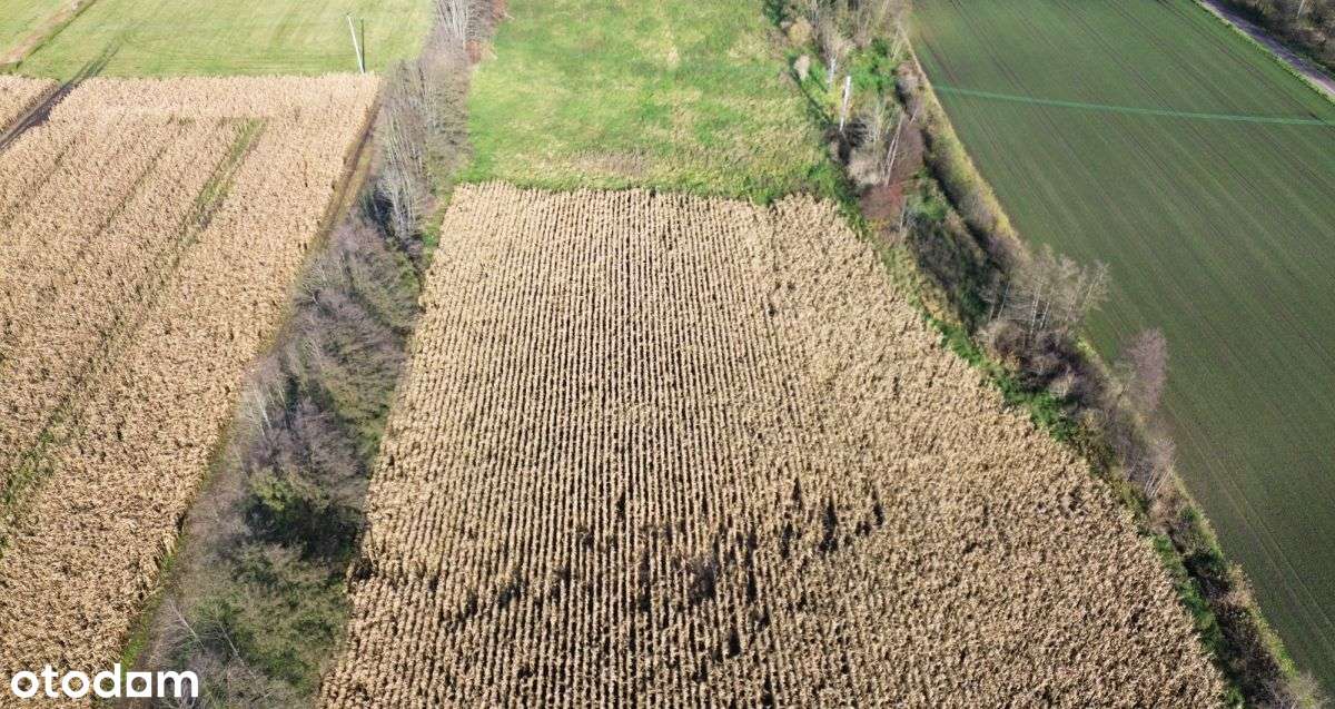 3195m2*3058m2*12minut do Torunia-5