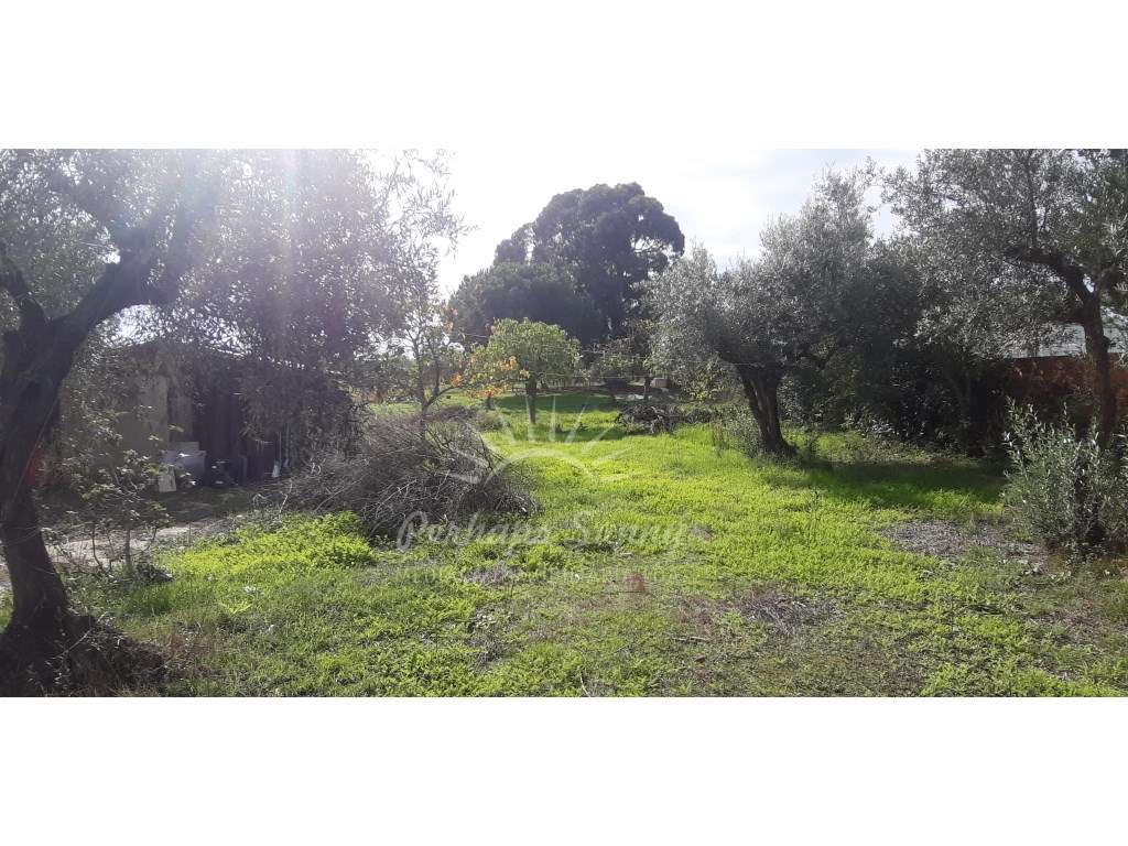 Quintinha 3 Ha com 2 habitações - Grande imagem: 4/14