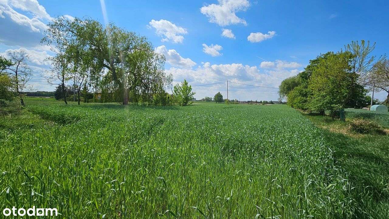 Siedlisko z potencjałem – Piotrków Kujawski, możliwość podziału-17