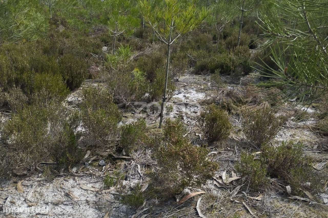 Terreno Rústico Carvide - Grande imagem: 5/20