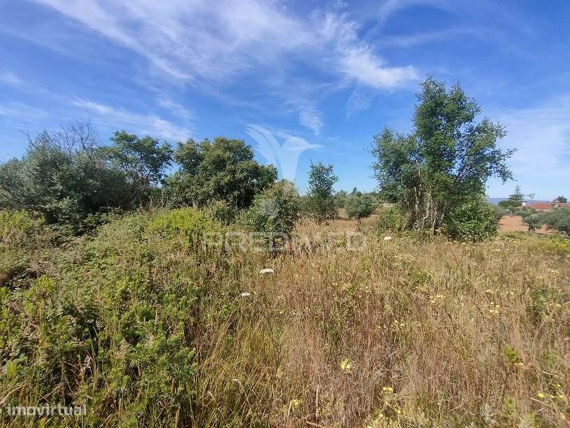 Terreno Rústico - Pai de Aviz, Tomar - Grande imagem: 4/9