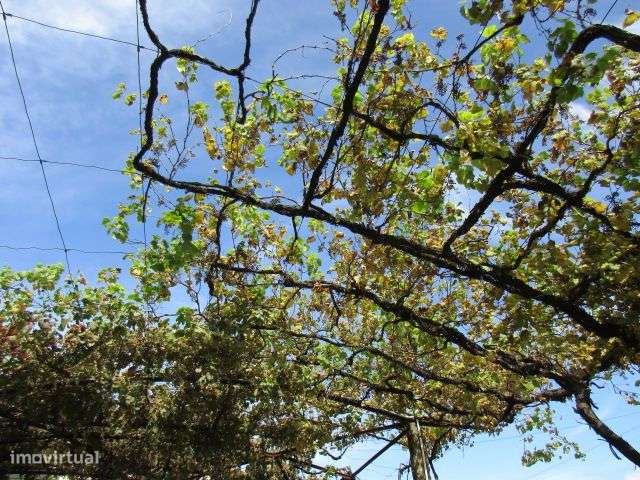 Quintinha em Roriz-22