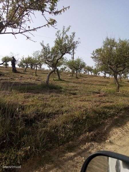 Terreno rústico em sequeiros Moncorvo - Grande imagem: 5/8