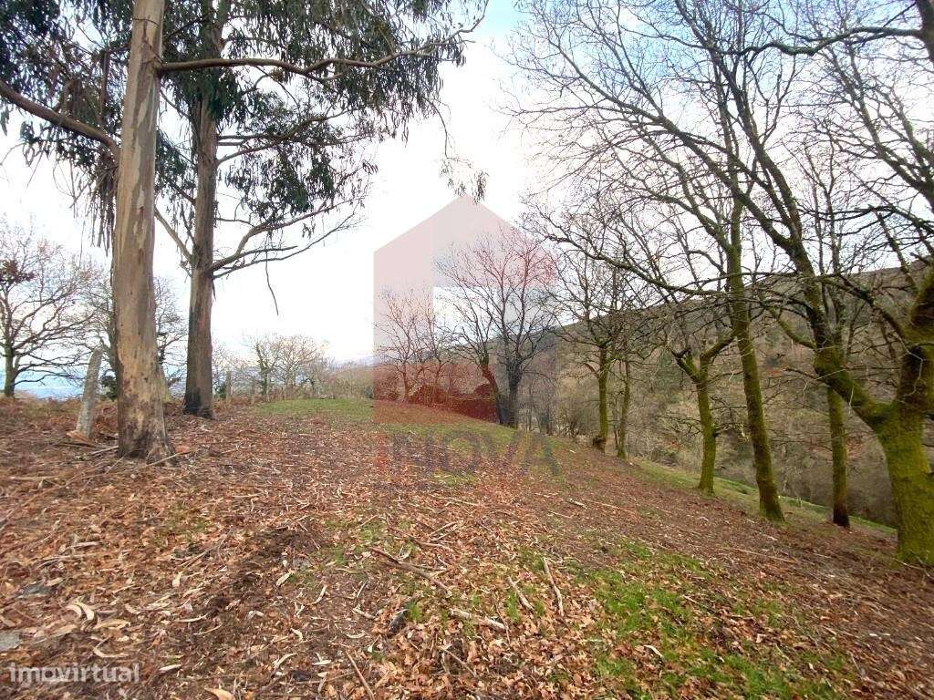 Terreno florestal, Azias - Grande imagem: 4/28