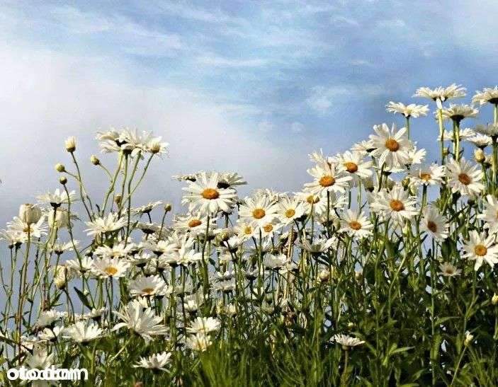 72m²+OGRÓD 115m²+2 m.parkingowe POD LASEM - Pełny obrazek: 5/19