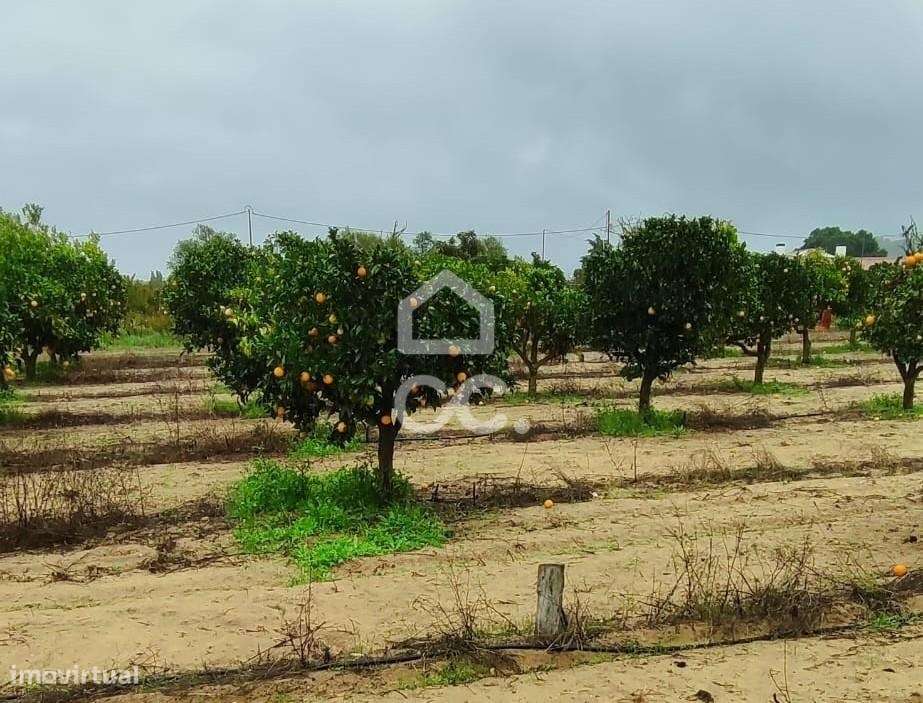 Terreno para construção com 7.415 m² em Cabanas, Quinta do Anjo, Palme-8