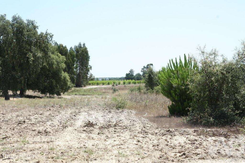 Terreno para construção T5 em Pegões de 2662,00 m2 - Grande imagem: 2/30