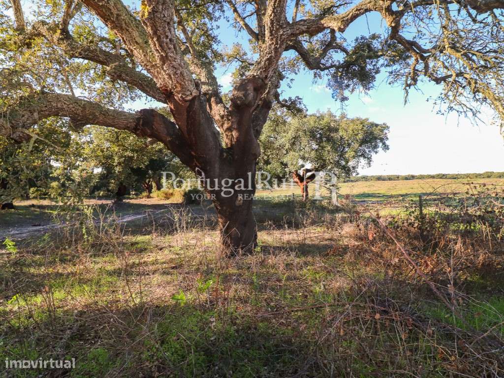 Herdade de 60 hectares para criação bovina e equina perto de Lisboa-51