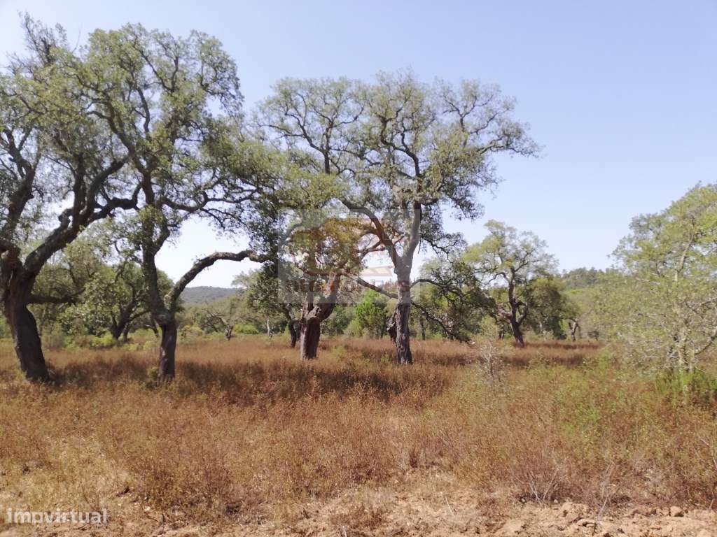 Terreno perto de Grândola e a 20 minutos da praia - Grande imagem: 5/9