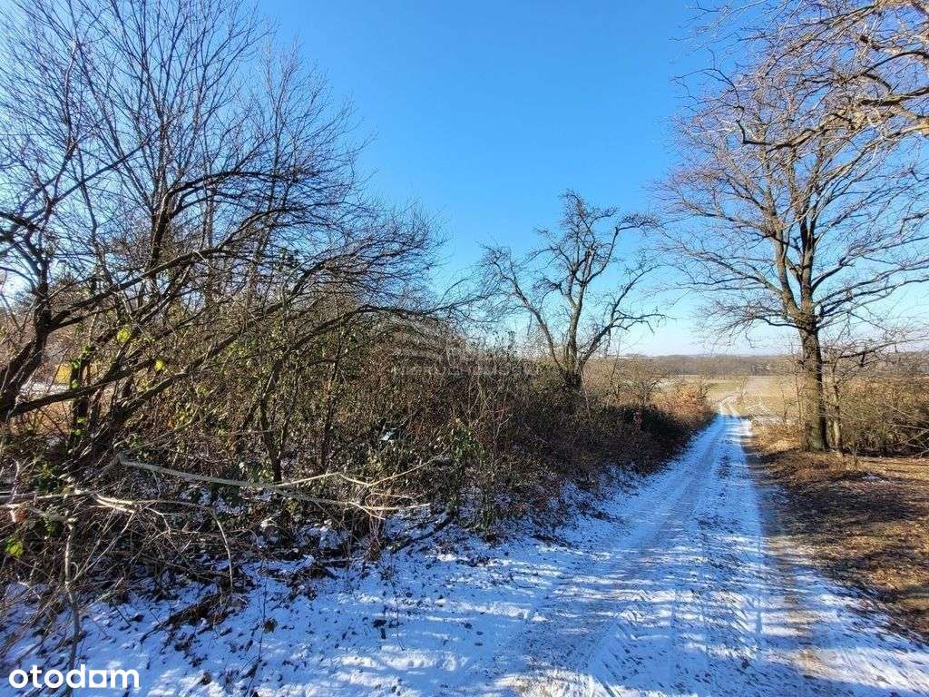 Działka 55 arów z W-Z / Cielętniki - Pełny obrazek: 5/12