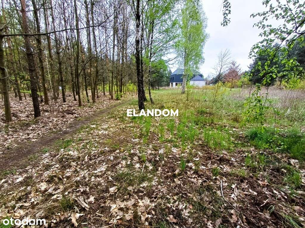 Działka Aleksandrów, z własnym lasem, WZ - Pełny obrazek: 4/11