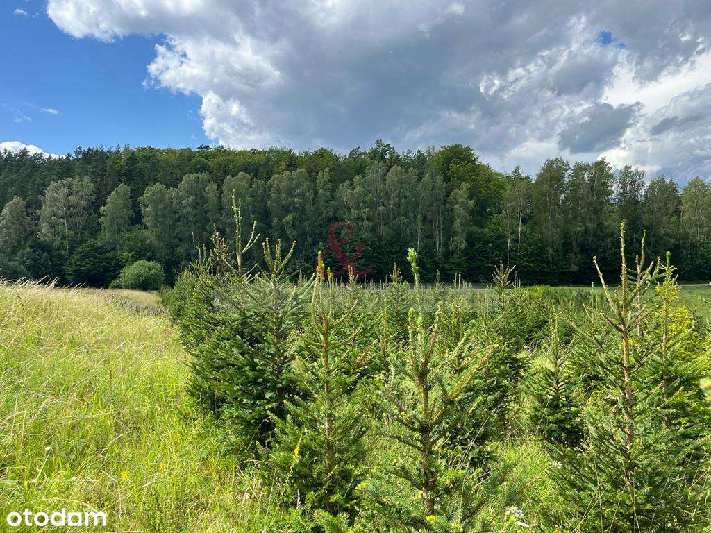 Działki na Kaszubach z widokiem na las - Pełny obrazek: 2/14