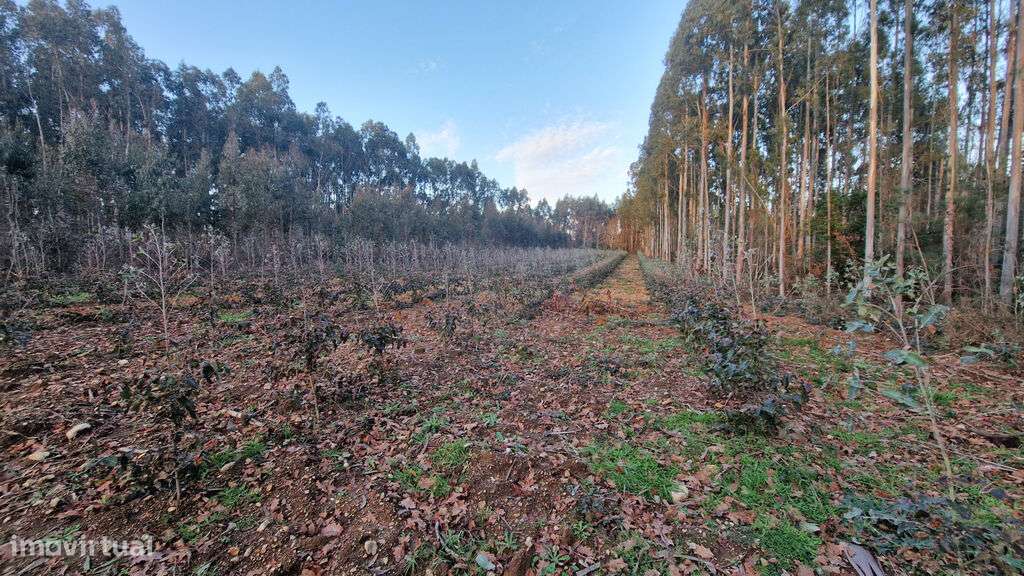 Venda Terreno - Grande imagem: 4/5