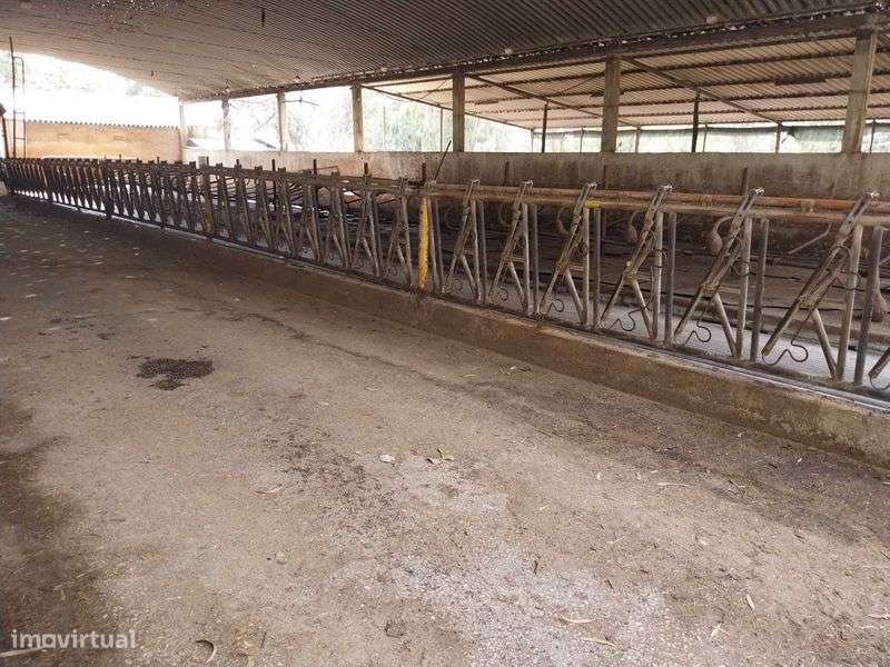 Vacaria, instalações e terreno, máquinas - Grande imagem: 5/9