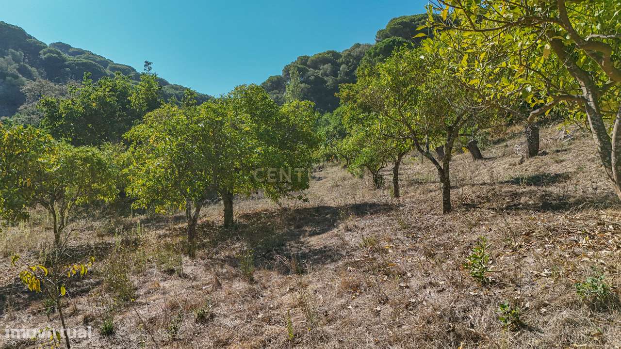 Quinta na Arrábida com moradia T5 de 364 m2 em lote de 13 520 m2 Onde-53