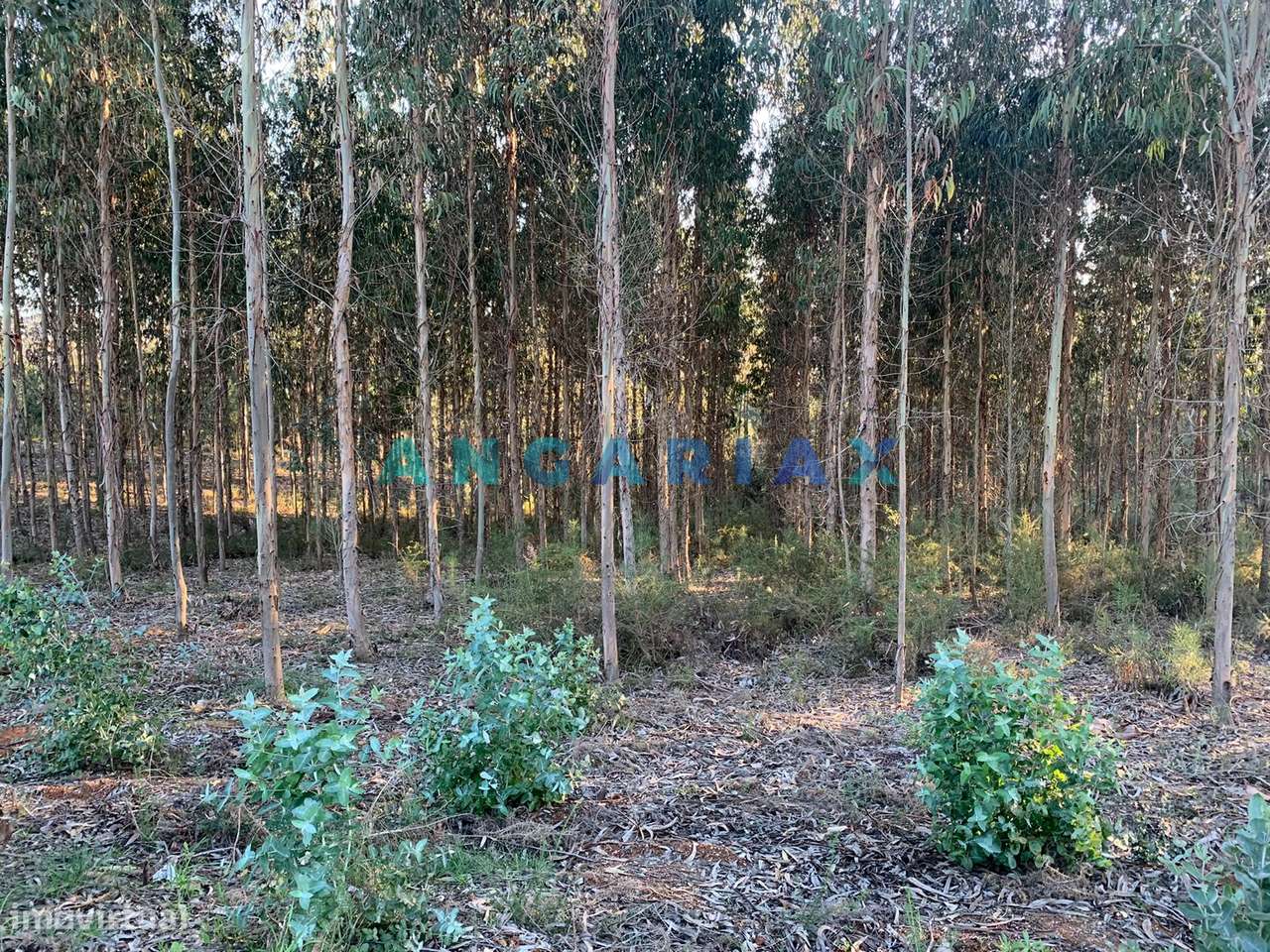 ANG109 - Terreno para Construção para Venda em Arrabal - Grande imagem: 5/19