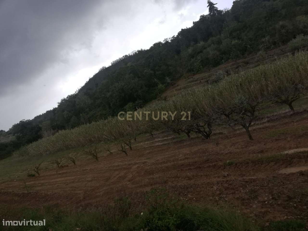 Terreno Agrícola na Zona Oeste - Grande imagem: 4/14